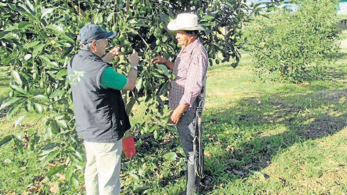 Entre los beneficios de la eliminación de este arancel, la Corporación señaló la reducción del costo de exportación y la apertura de mejores condiciones competitivas frente a otros países proveedores.