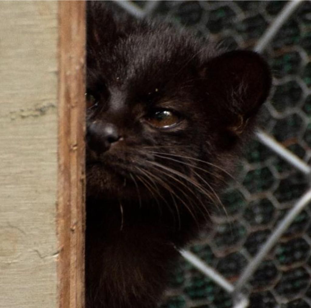 Fauna Alto de San Miguel