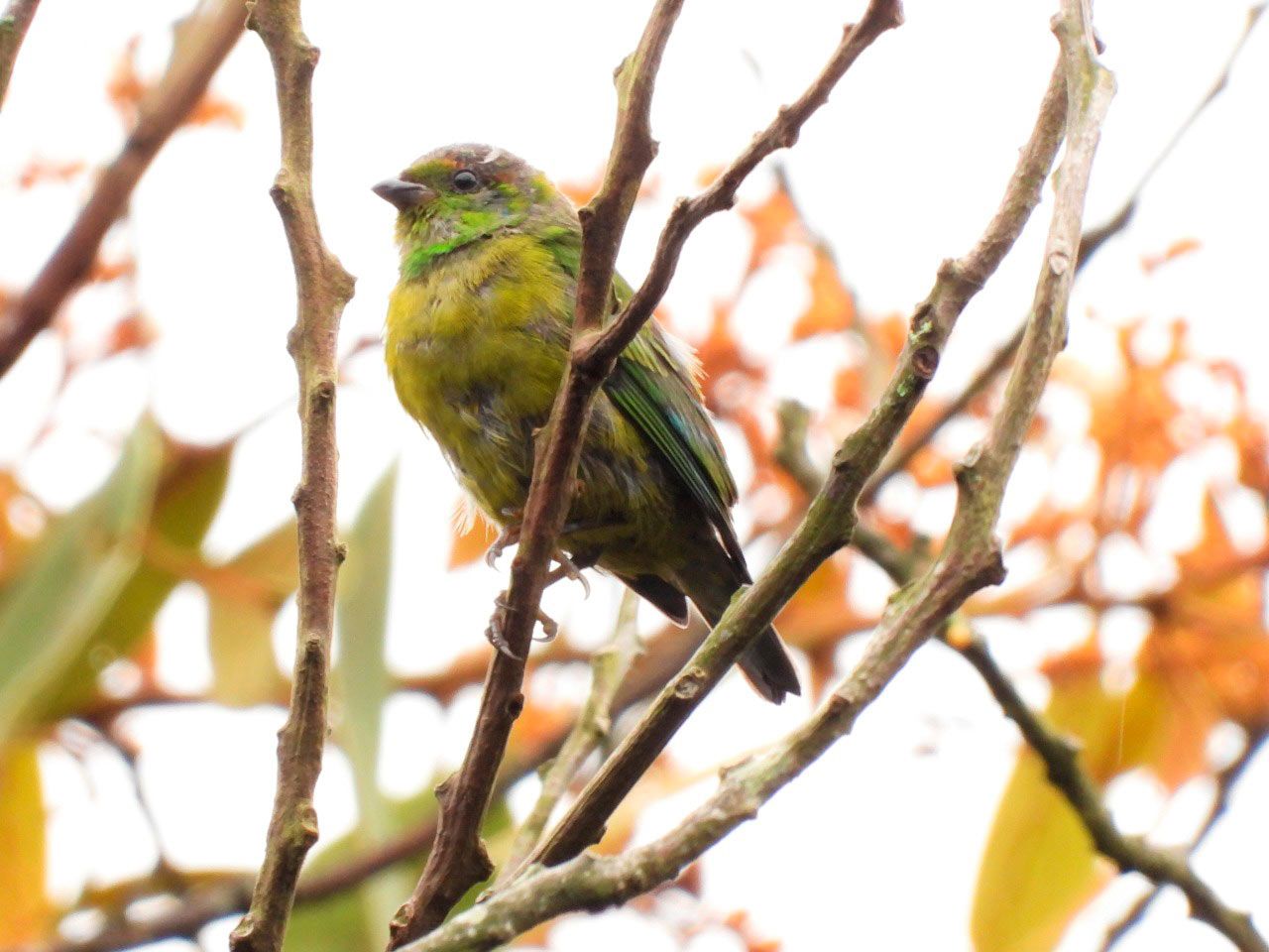Biodiversidad Alto de San Miguel