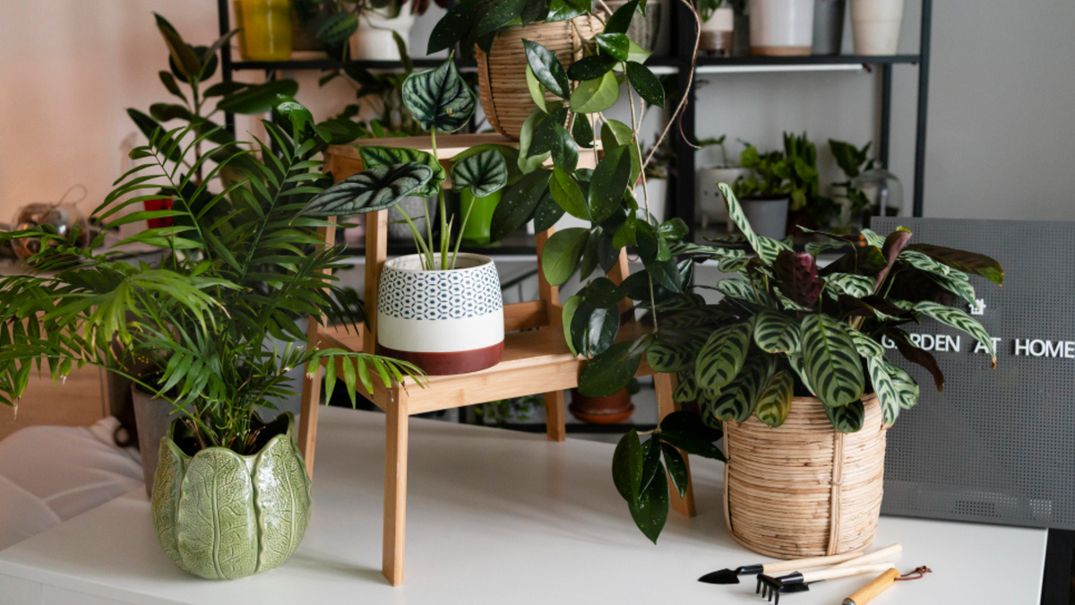 Plantas naturales de alta humedad como el helecho ayudan a refrescar el hogar en días calurosos.
