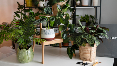 Plantas naturales de alta humedad como el helecho ayudan a refrescar el hogar en días calurosos.