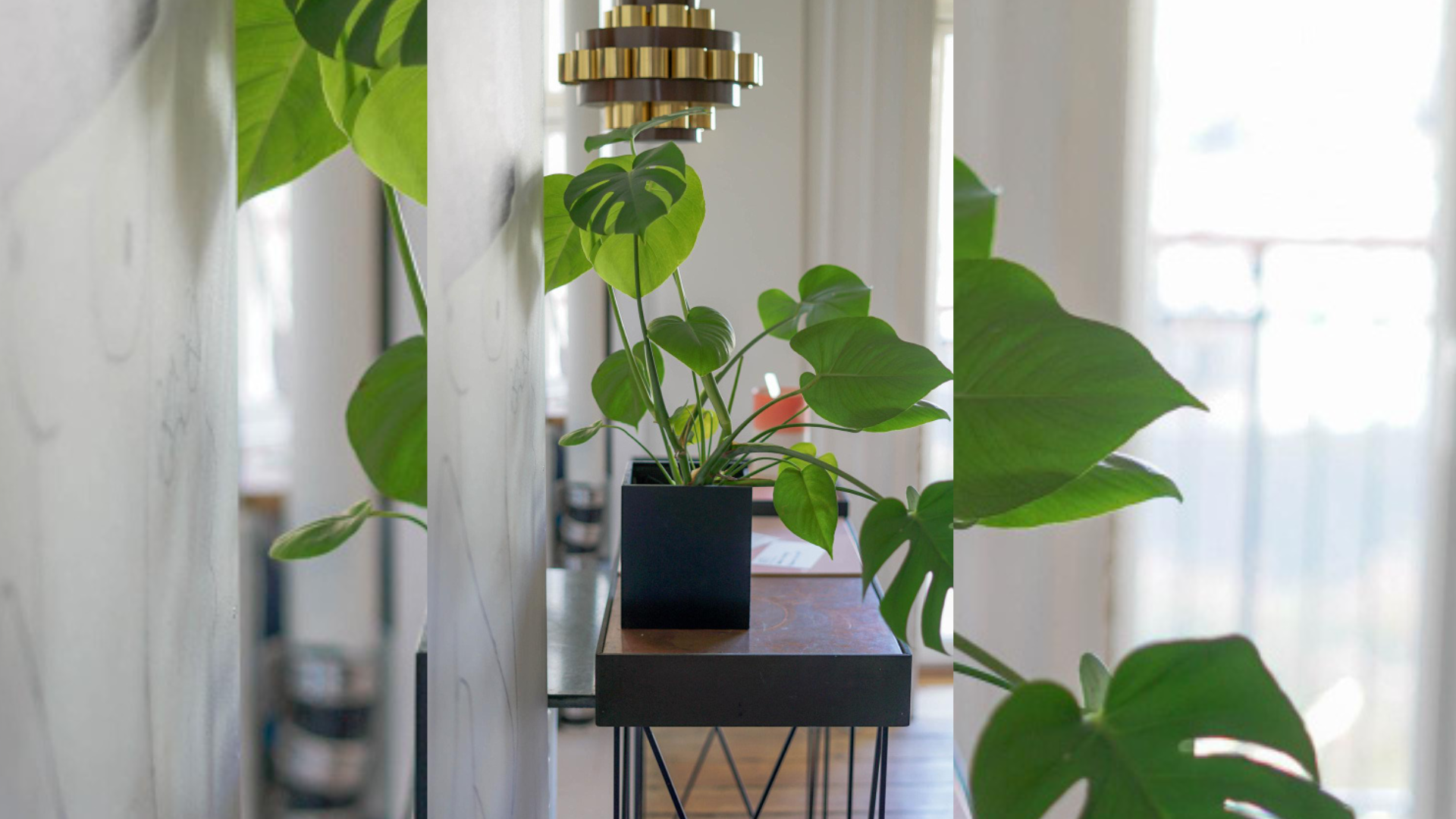 Ubicar plantas cerca de ventanas crea una barrera verde que reduce la entrada de calor al hogar.