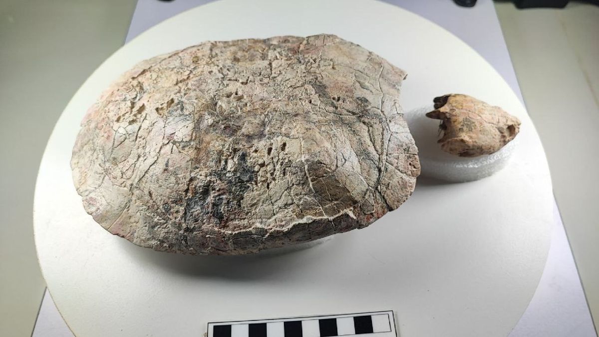 Fósil de tortuga hallado en Villavieja, Huila, recibe nombre en honor a Shakira