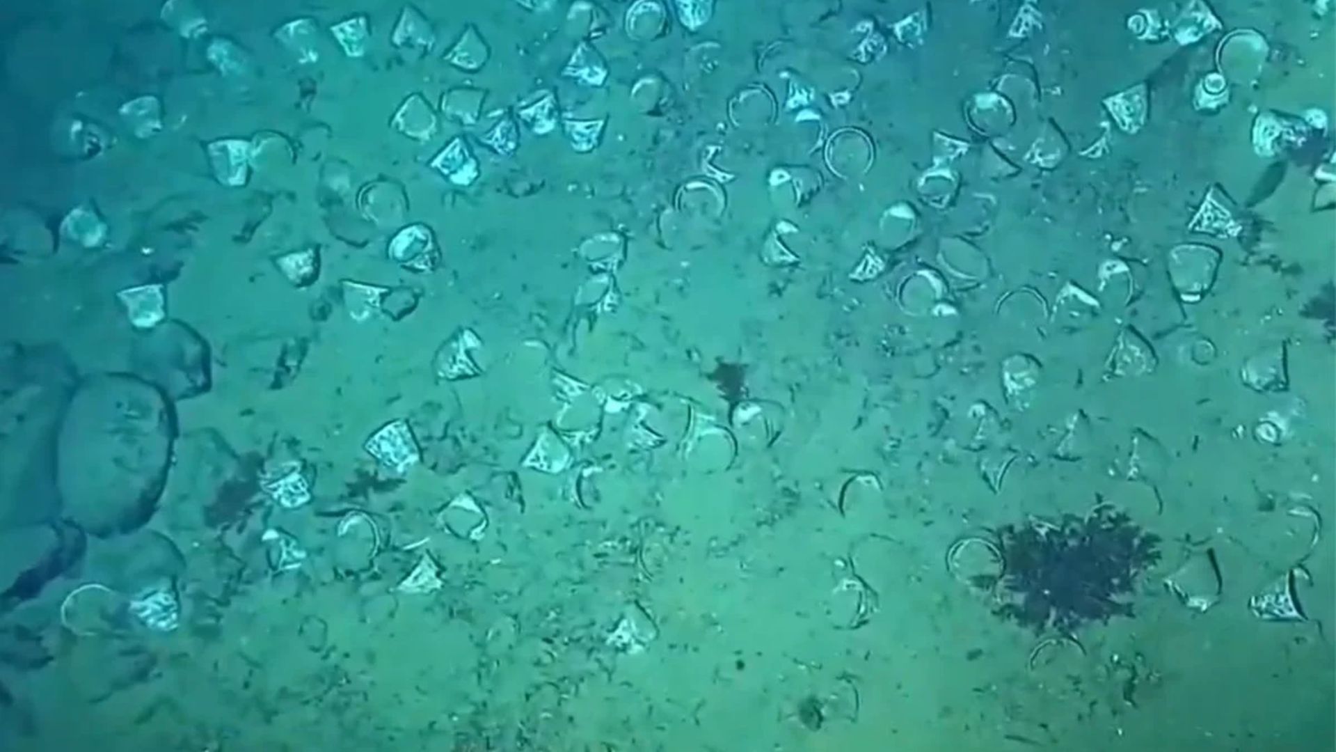 Tazas de porcelana Kashi encontradas en el Galeón San José. 