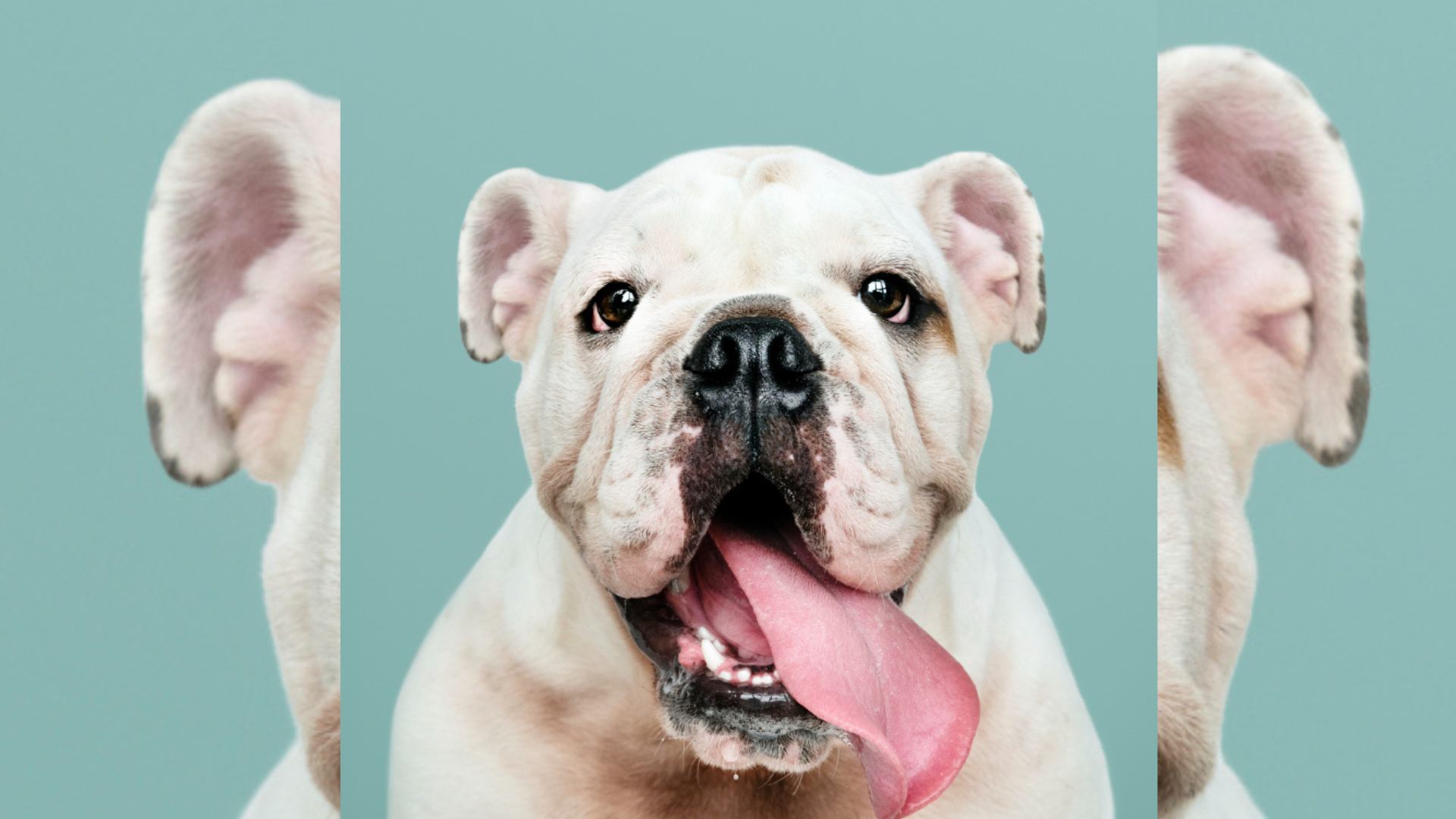 Las jaulas cerradas y las ataduras dentro del hogar quedaron prohibidas por la normativa.