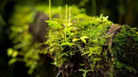 Además, según lo establecido en el Código Penal colombiano (Ley 599 de 2000), este tipo de conductas acarrea penas entre 60 y 135 meses de prisión para quienes afecten recursos naturales sin autorización.