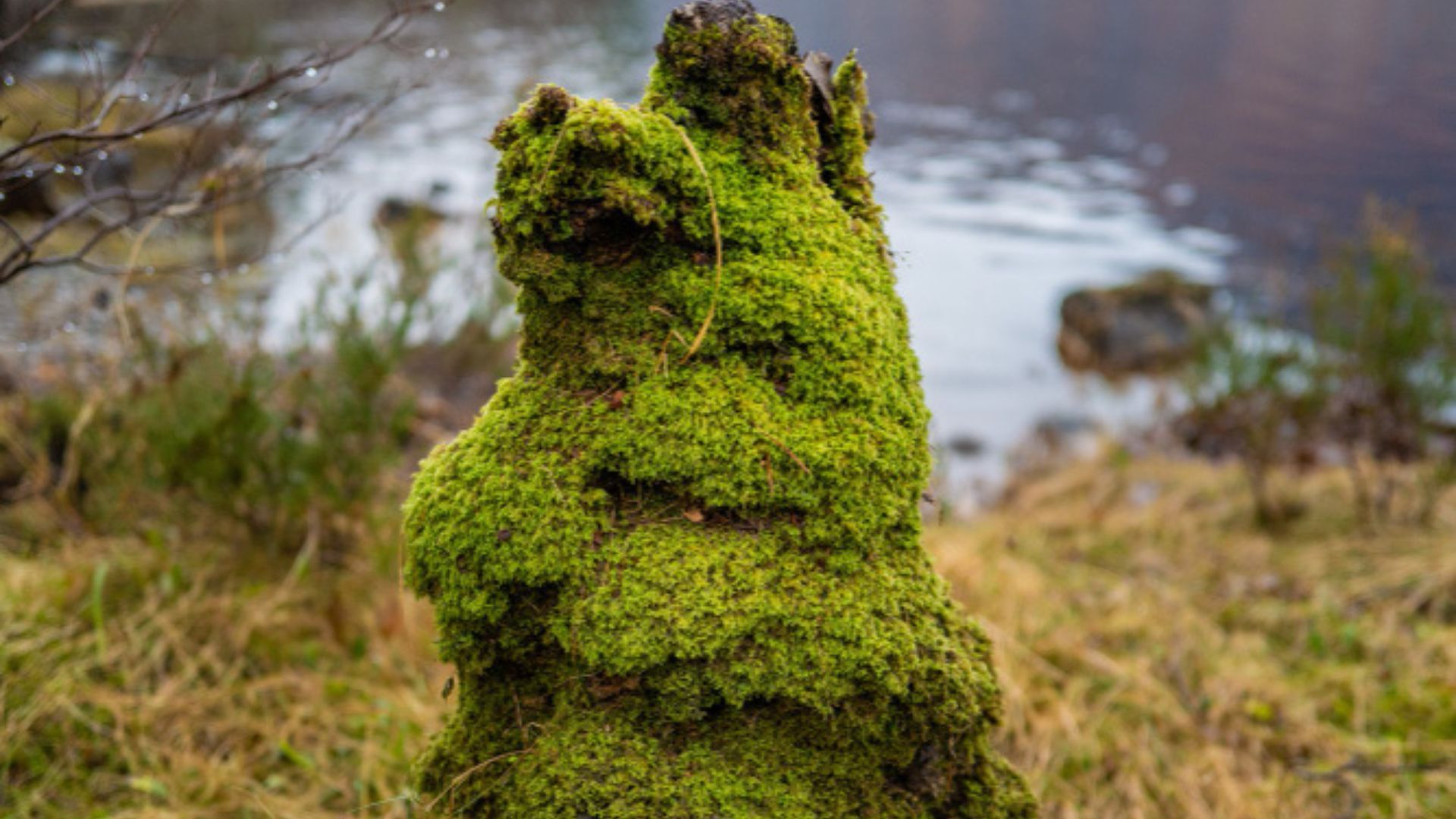 La entidad también indicó que, sin estas especies, algunos terrenos quedan desprotegidos, lo que puede aumentar el riesgo de deslizamientos o inundaciones en algunas zonas.