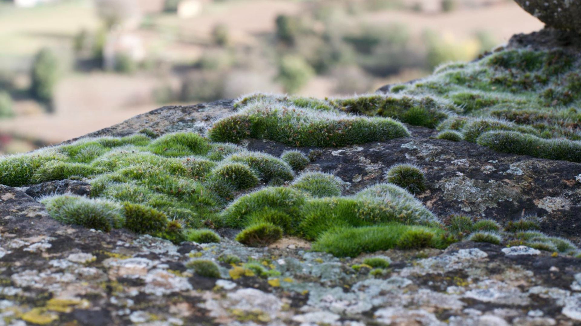 Las multas pueden ir desde 134 hasta 43.750 salarios mínimos mensuales legales vigentes