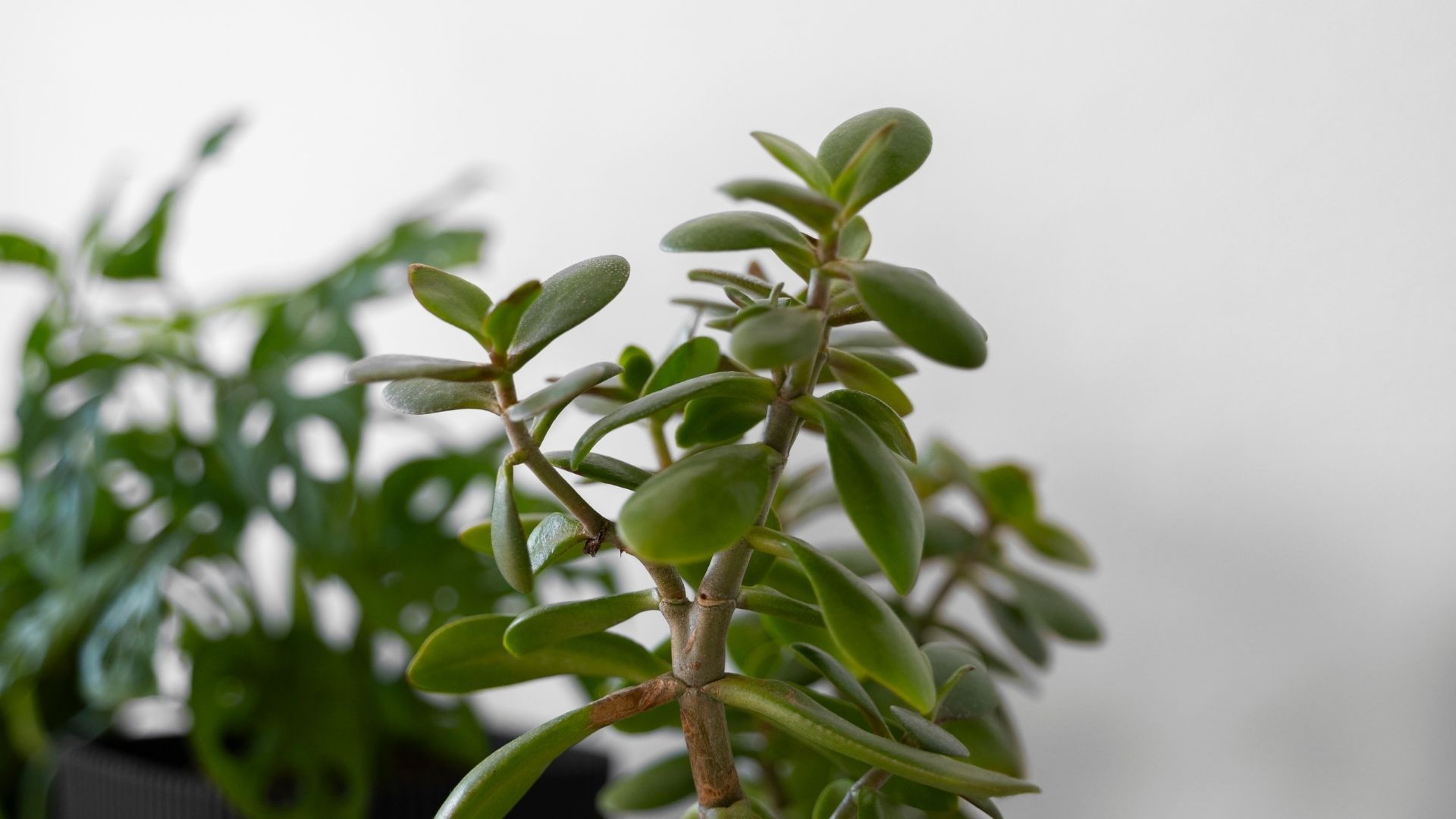 Prácticas de feng shui incluyen elementos simbólicos para activar la abundancia en 2026.