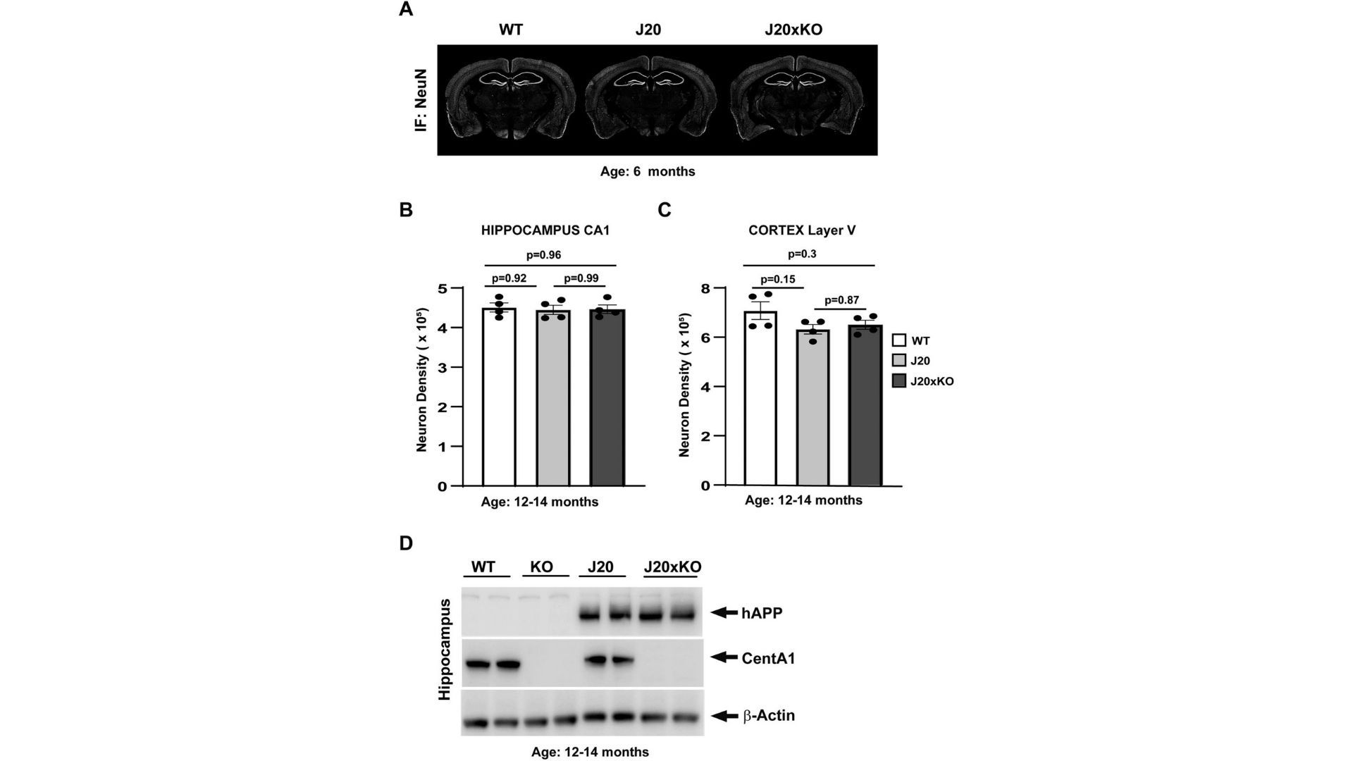 Los ratones J20 x CentA1 KO fueron exitosamente generados y validados, demostrando morfología y densidad neuronal normales en corteza e hipocampo, y confirmando la ausencia de la proteína CentA1 con la presencia del gen hAPP.