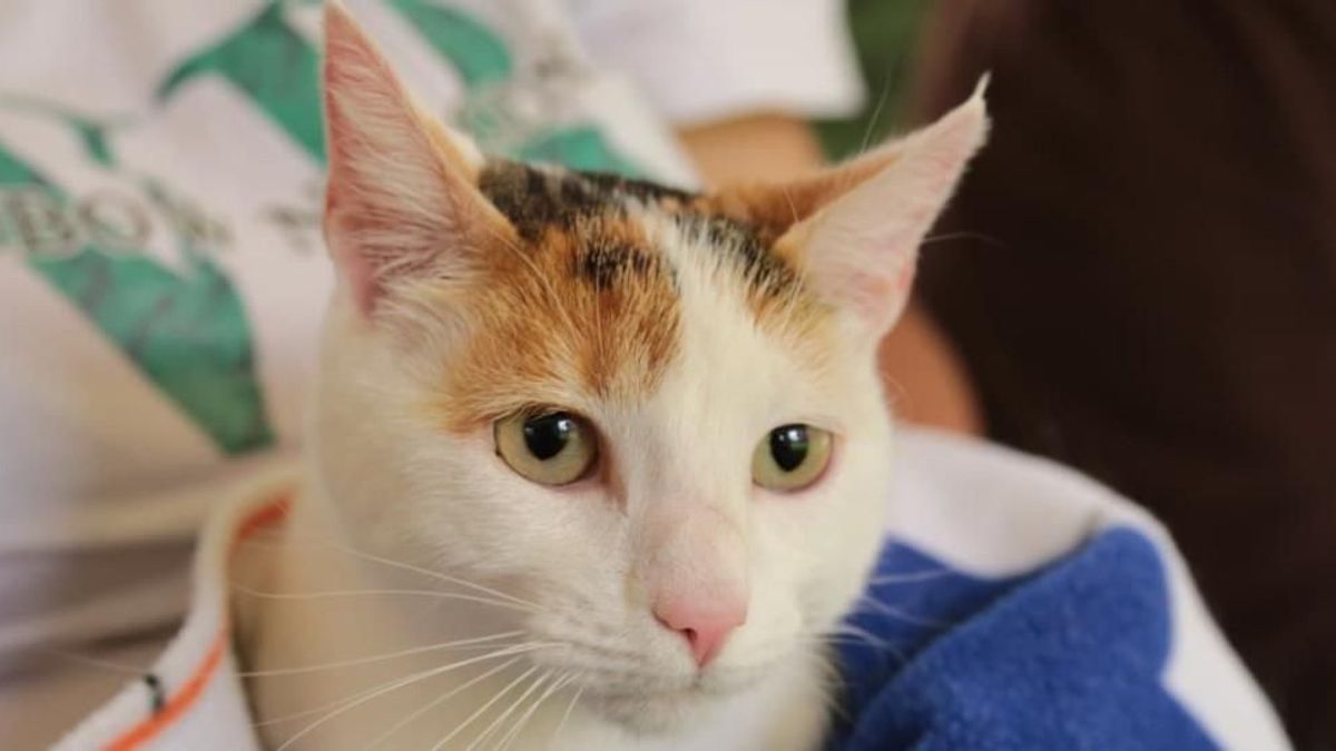 polvora-animales-afectados-estas-son-las-medidas-que-implementa-el-distrito-para reforzar-la prohibicion-de-la-polvora