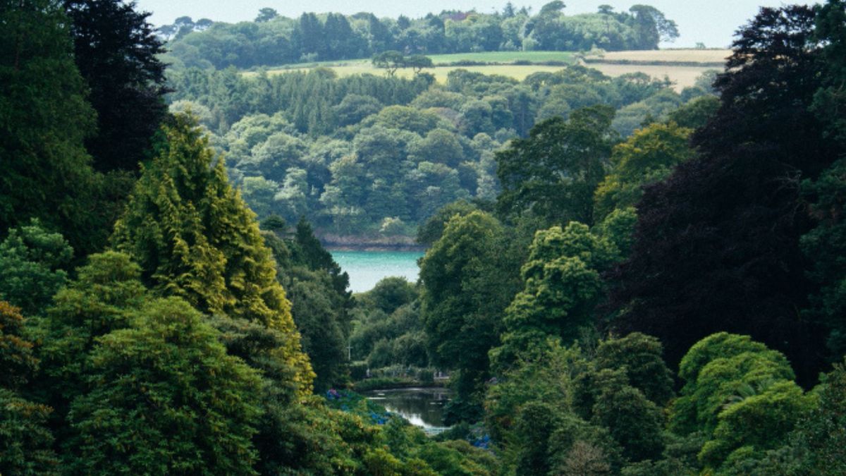 De acuerdo con la Organización de las Naciones Unidas para la Alimentación y la Agricultura (FAO) y entidades ambientales nacionales, estos son los cinco bosques más grandes del mundo.