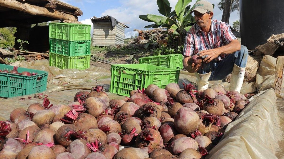 Alimentos cultivados por campesinos