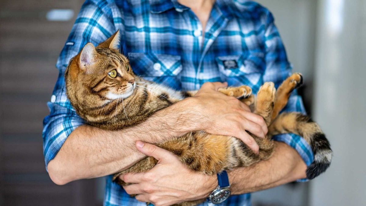 Los gatos emiten más vocalizaciones hacia cuidadores hombres, revela investigación.
