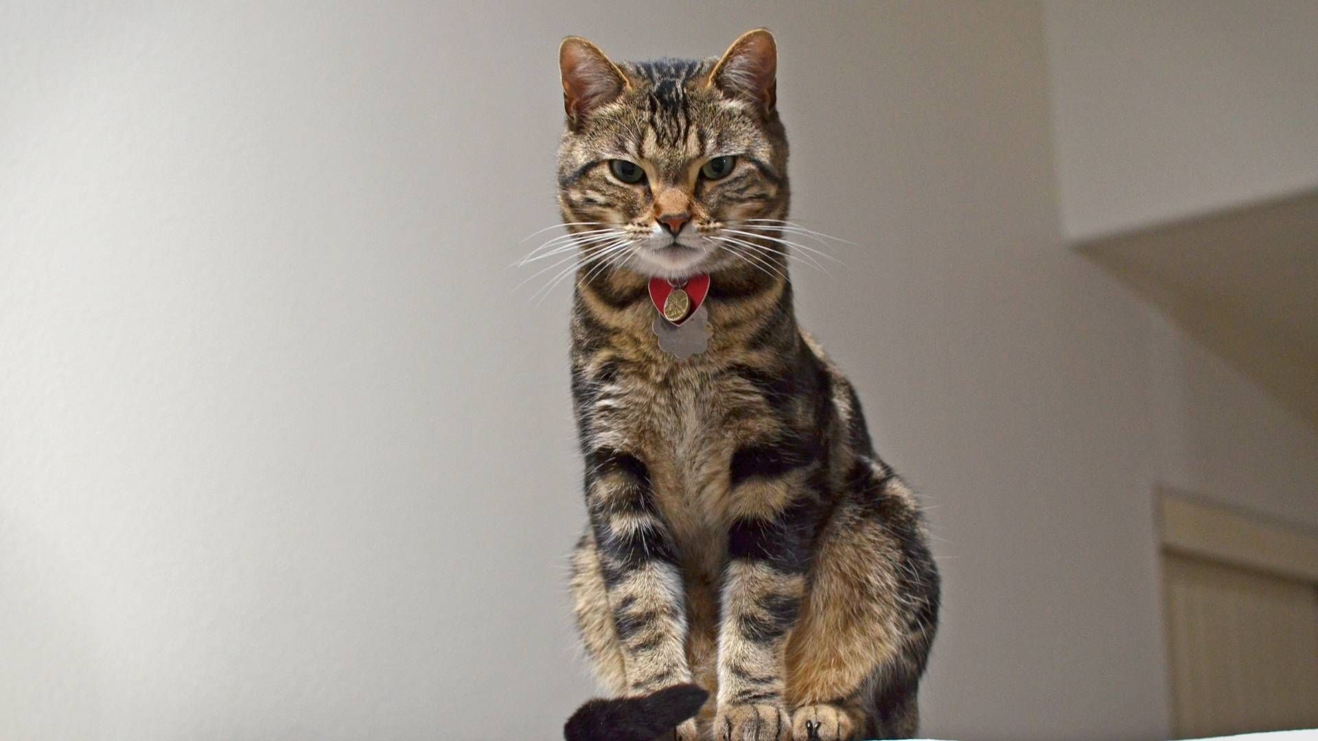 Investigación muestra patrones de saludo de gatos y factores culturales en Turquía.