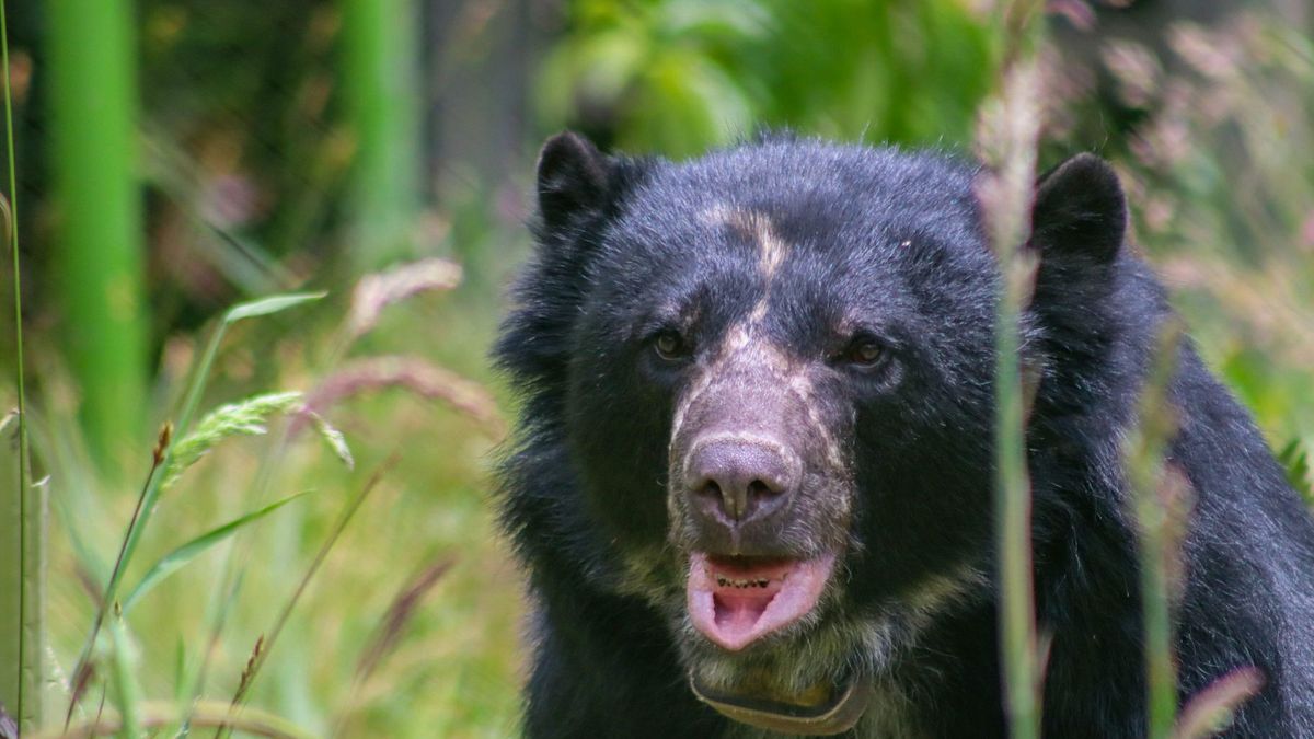 Oso Tamá falleció antes de ser liberado en su habitat natural. Diciembre 2025.