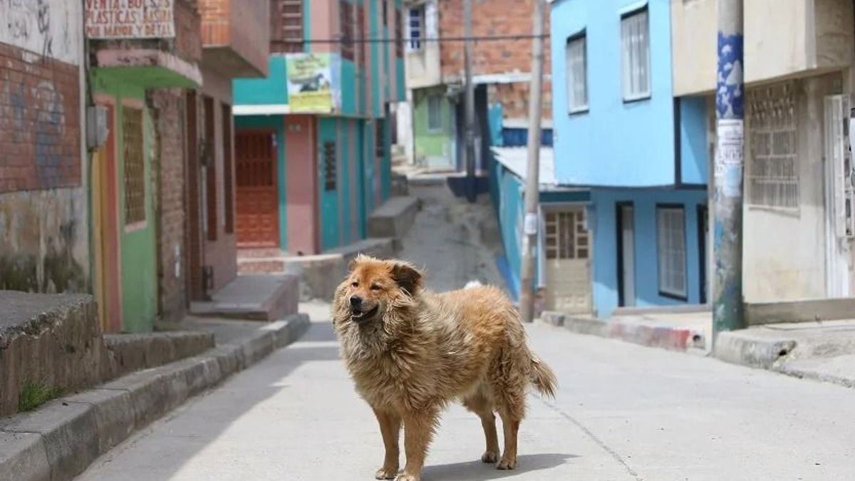 Perros callejeros en Ciudad Bolívar