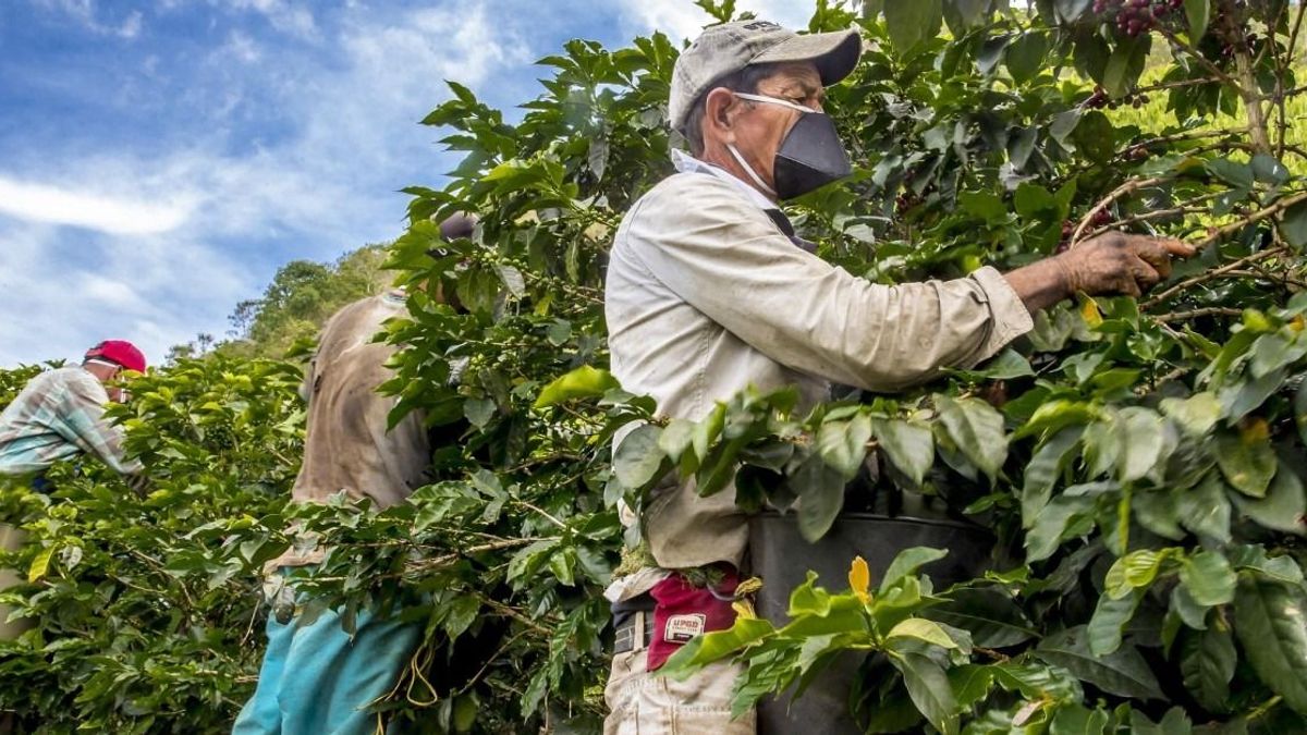 Revisarán antecedentes de recolectores de café y ampliarán presencia policial en nuevas subregiones durante el Plan Cosecha en Antioquia.