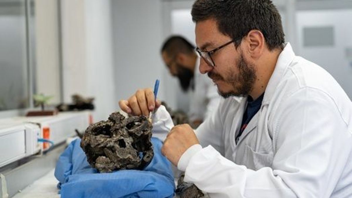 Mosasaurio excepcionalmente conservado