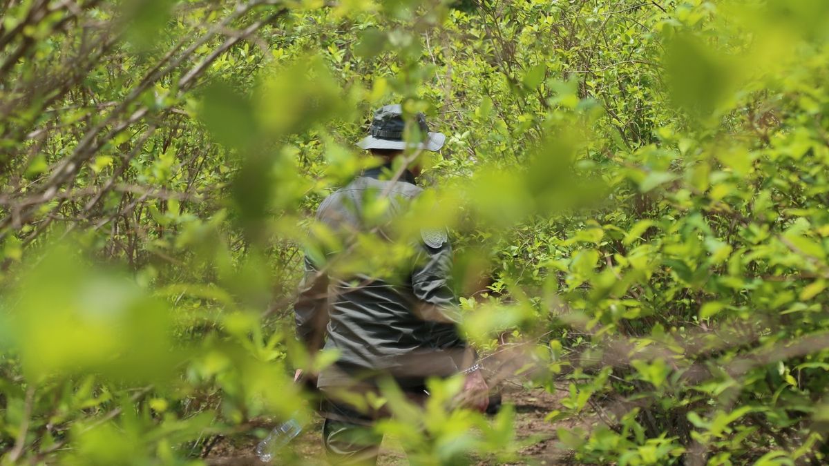 La medida plantea el regreso pleno del glifosato en la estrategia estatal de erradicación.