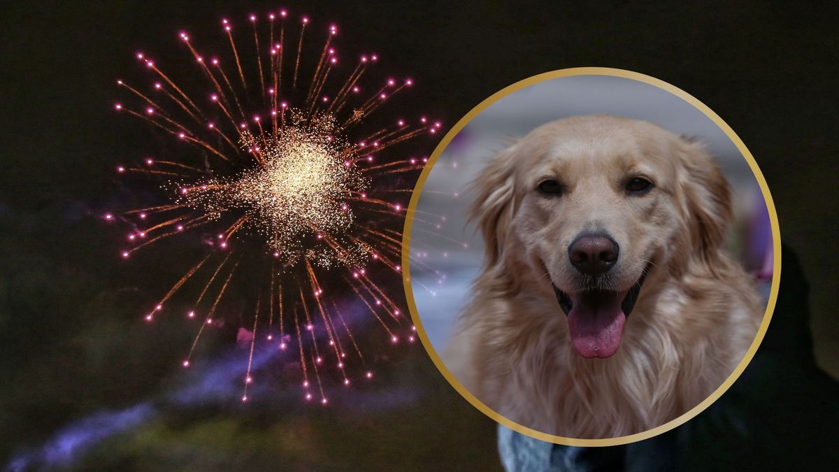 Mascotas | Perros | Pólvora en Navidad y en diciembre | Afectaciones a animales de compañía | Quemados