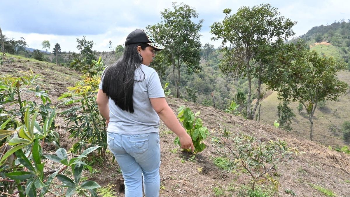 Familias reciben tierras en Cauca. Diciembre 2025
