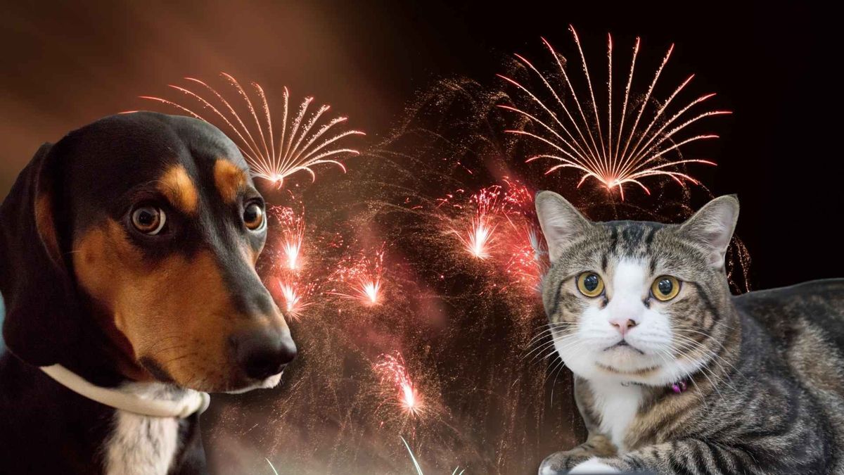 El uso de pólvora en fin de año puede generar miedo, estrés y conductas de riesgo en perros y gatos.