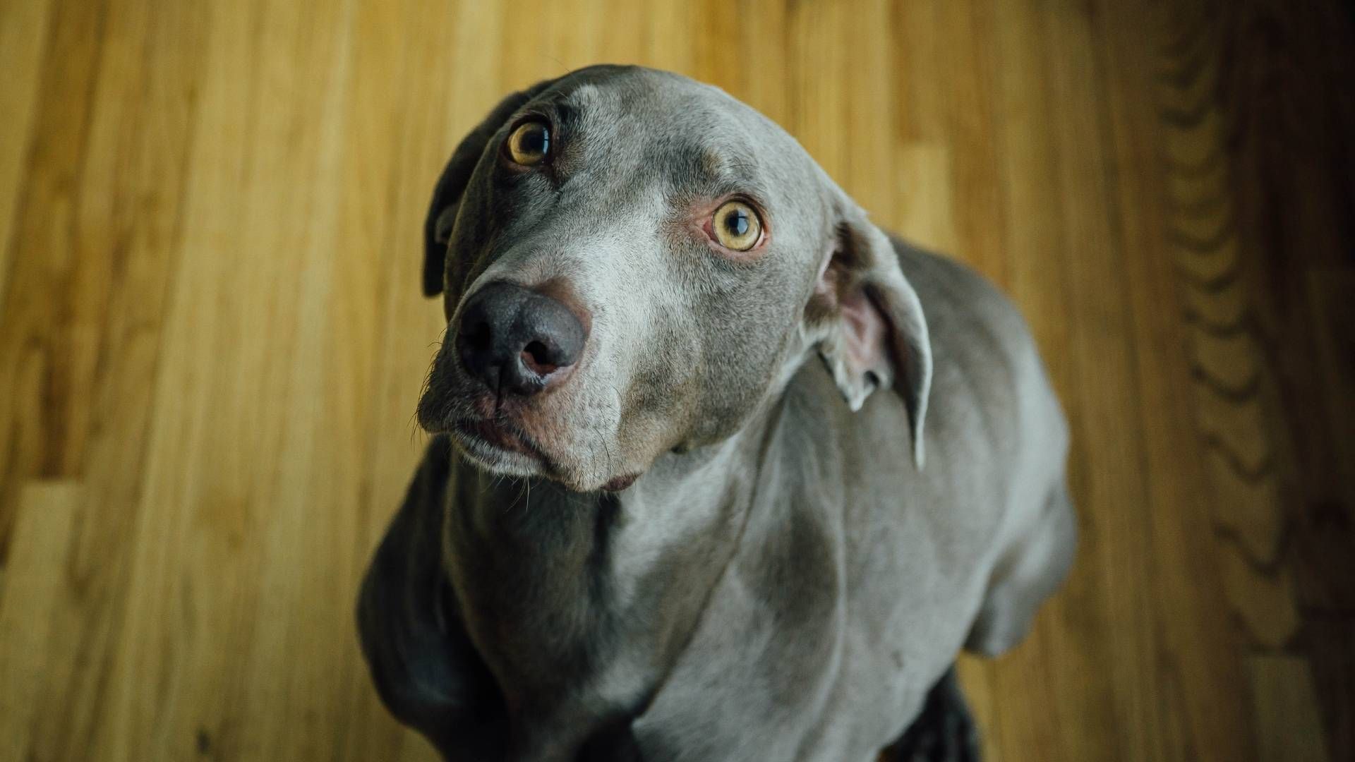 El ruido de la pólvora activa respuestas de estrés en mascotas que no comprenden el origen del sonido.