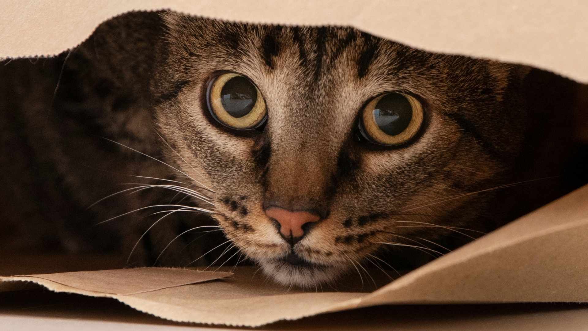 Crear una zona segura en casa ayuda a reducir el impacto del ruido en los animales de compañía.