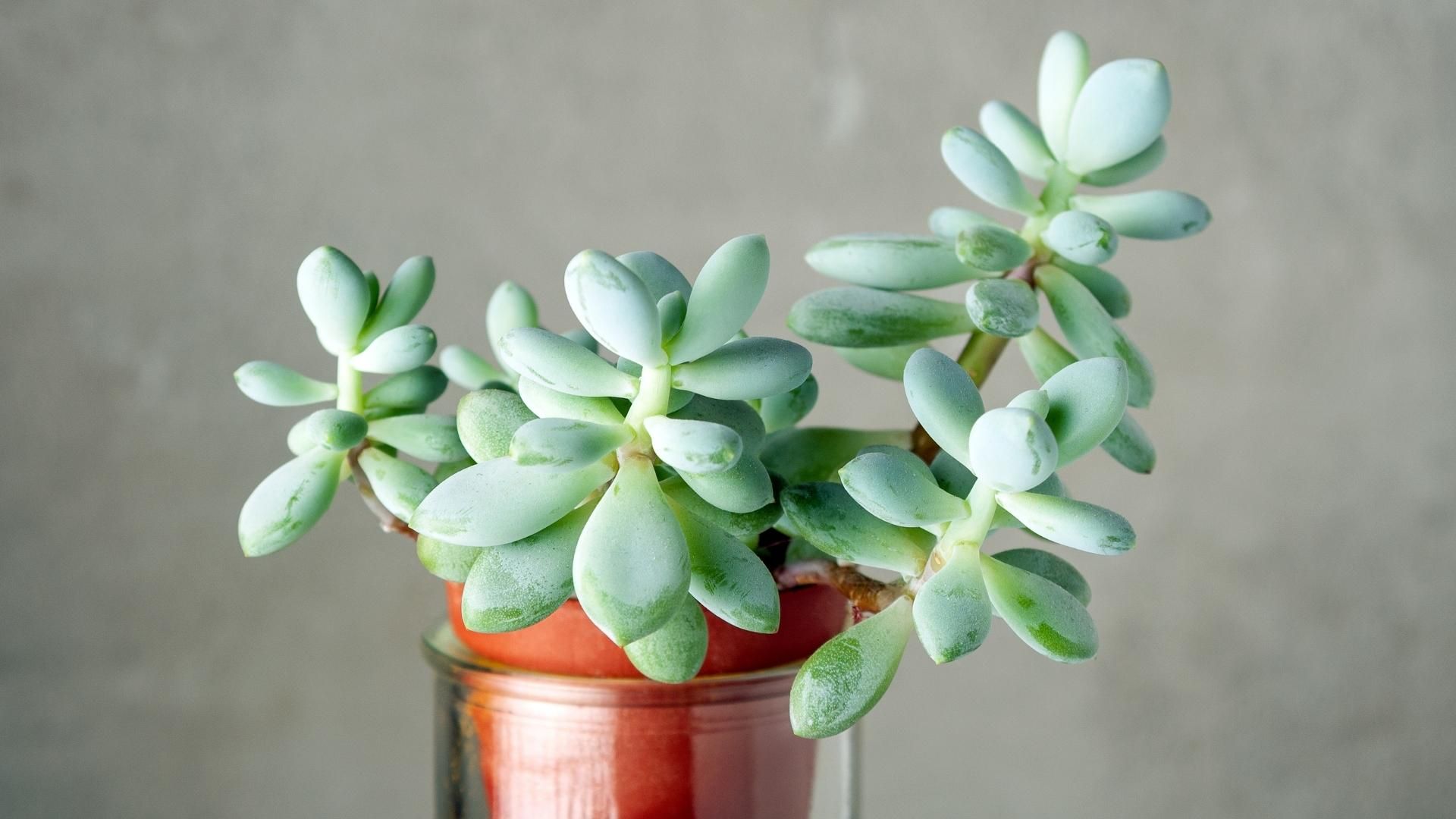 Plantas, colores y símbolos hacen parte de los rituales de feng shui asociados al dinero.