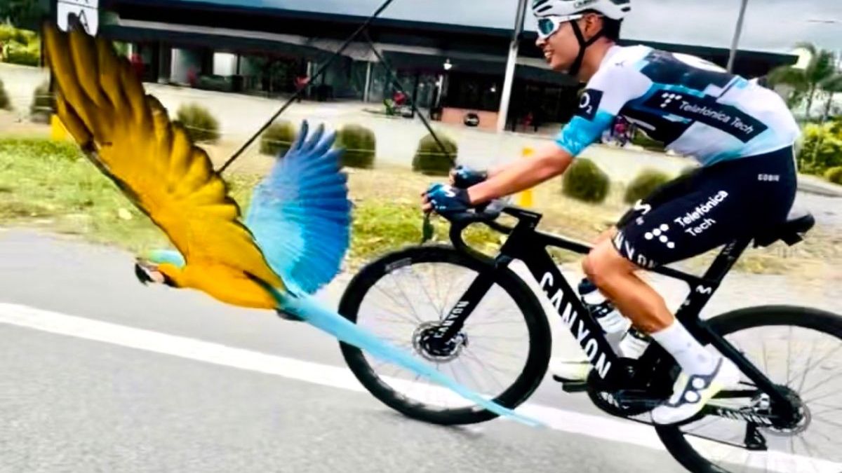 Guacamaya ciclista