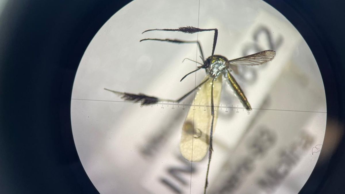 Zancudo fiebre amarilla