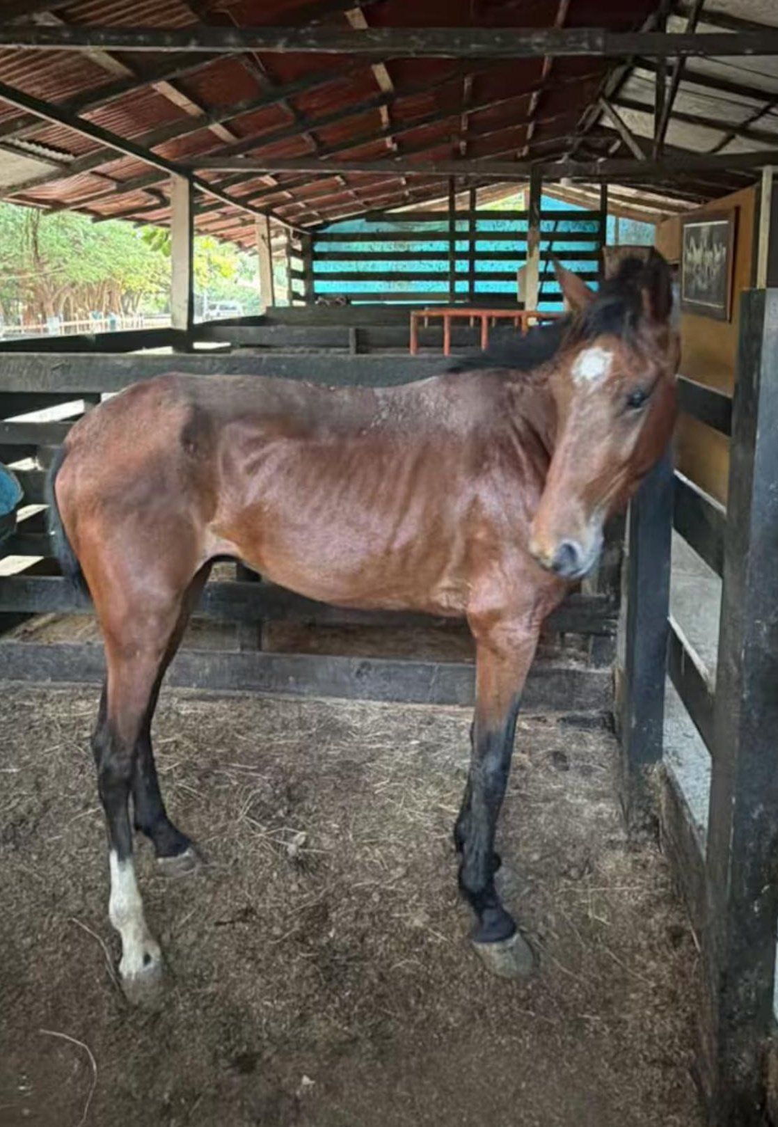 Caballo cochero en Cartagena.
