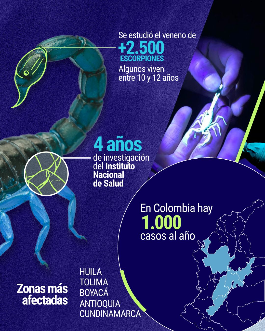 Infografía Colombia tendrá su primer suero anti-alacrán