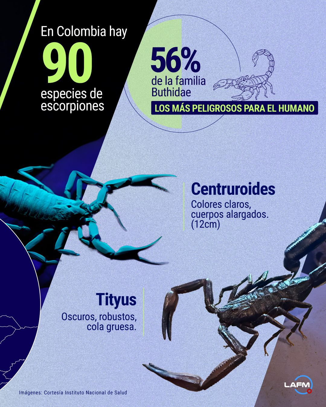 Infografía: Datos de los alacranes.