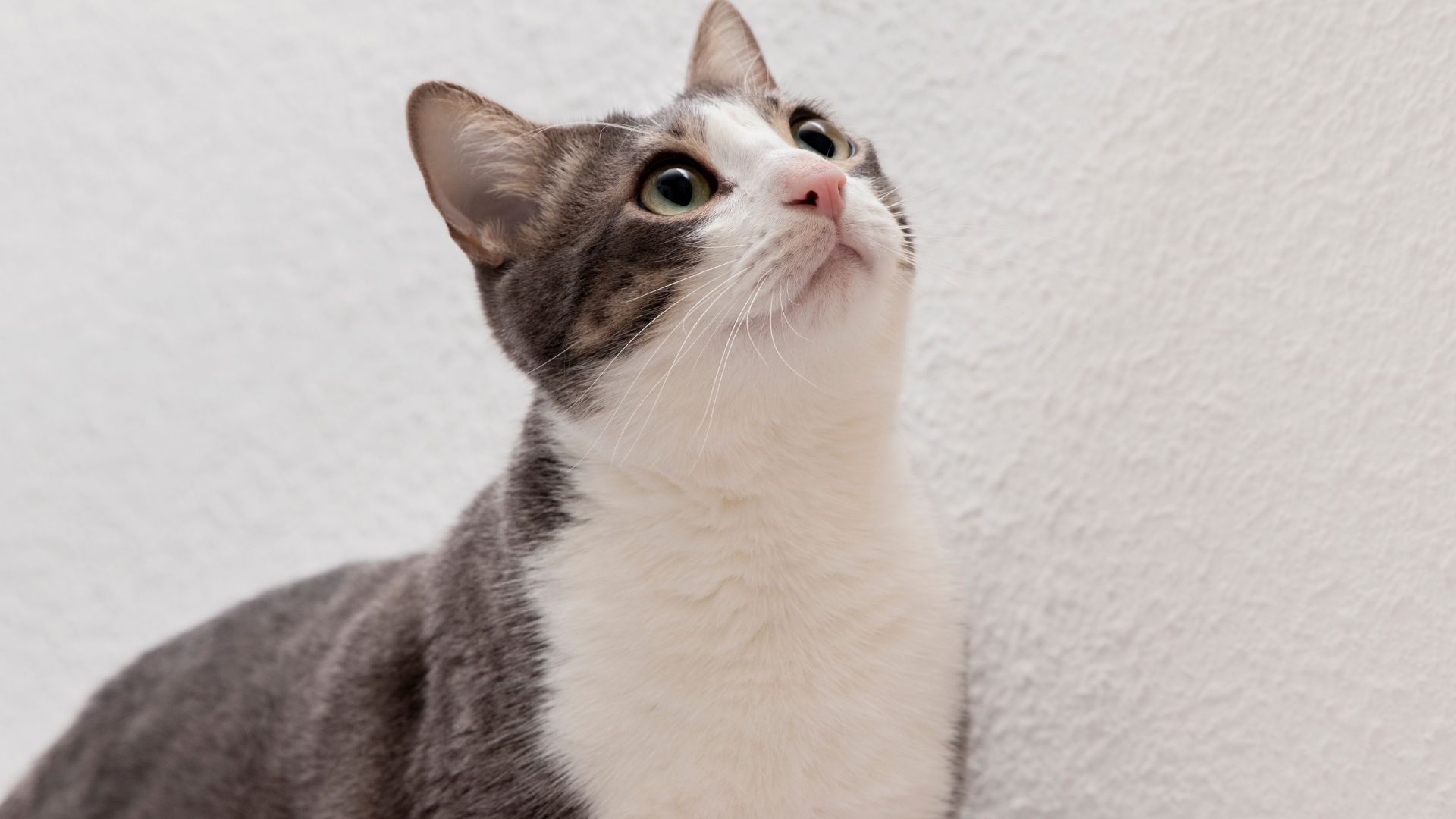 El comedero Pet Feeder Match G1 utiliza reconocimiento facial para administrar raciones individuales en hogares con varios gatos.