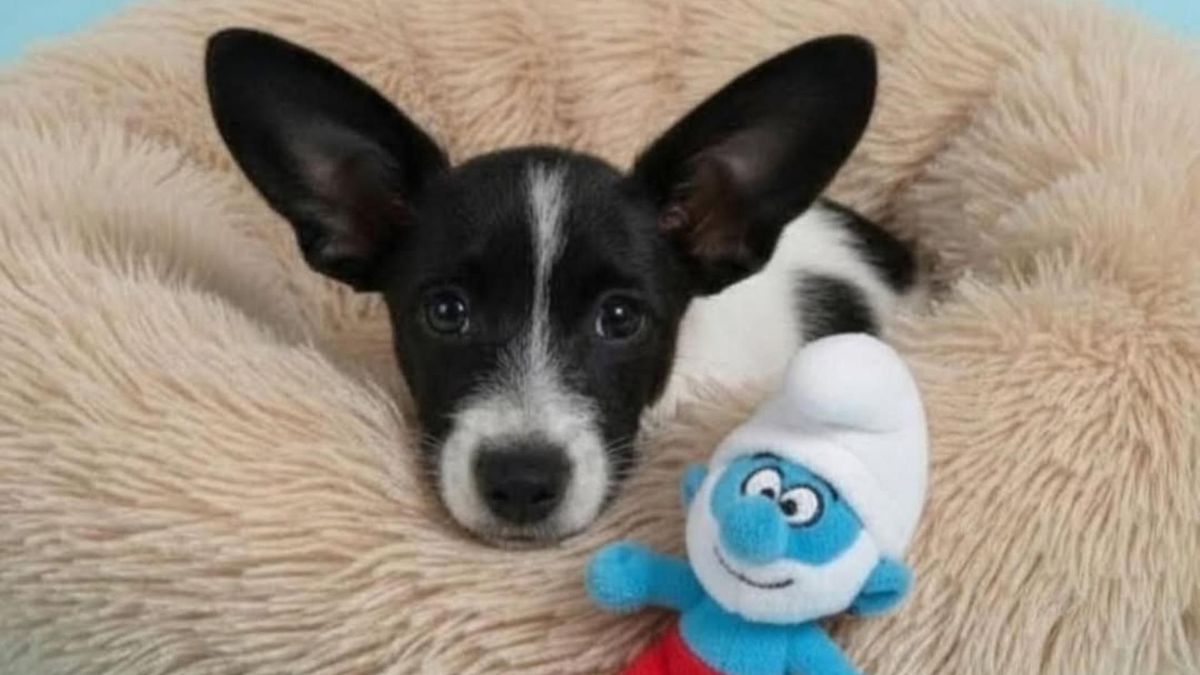 Pitufino, un cachorro de cinco meses, fue regresado al refugio tras una adopción que no continuó luego de diez días.