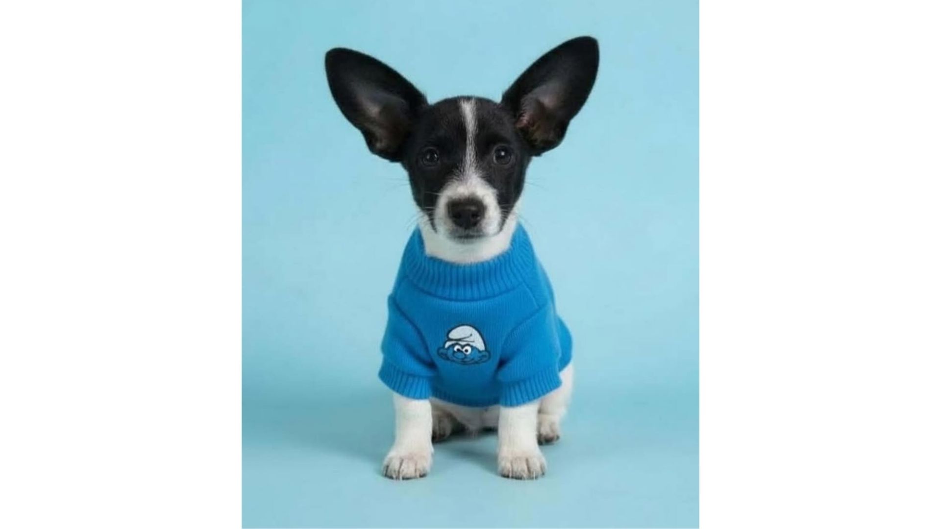 Pitufino, un cachorro rescatado, regresó al refugio diez días después de haber sido entregado en adopción.