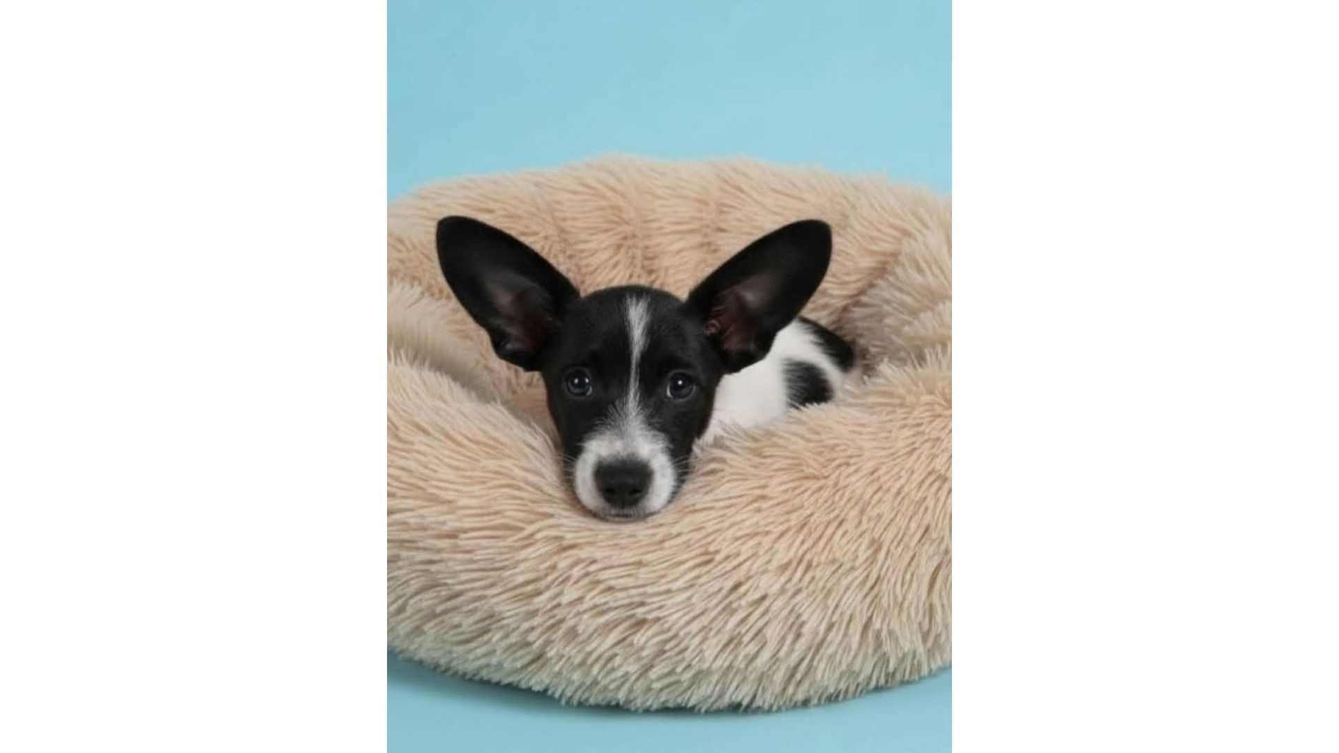 Una fundación denunció el regreso de Pitufino tras un proceso de adopción que no continuó.