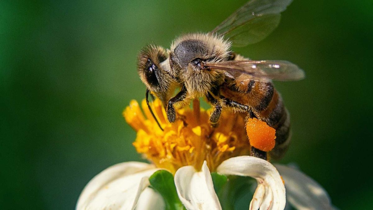 Según el feng shui, la presencia de una abeja en casa se interpreta como un indicador del equilibrio entre el hogar y la naturaleza.