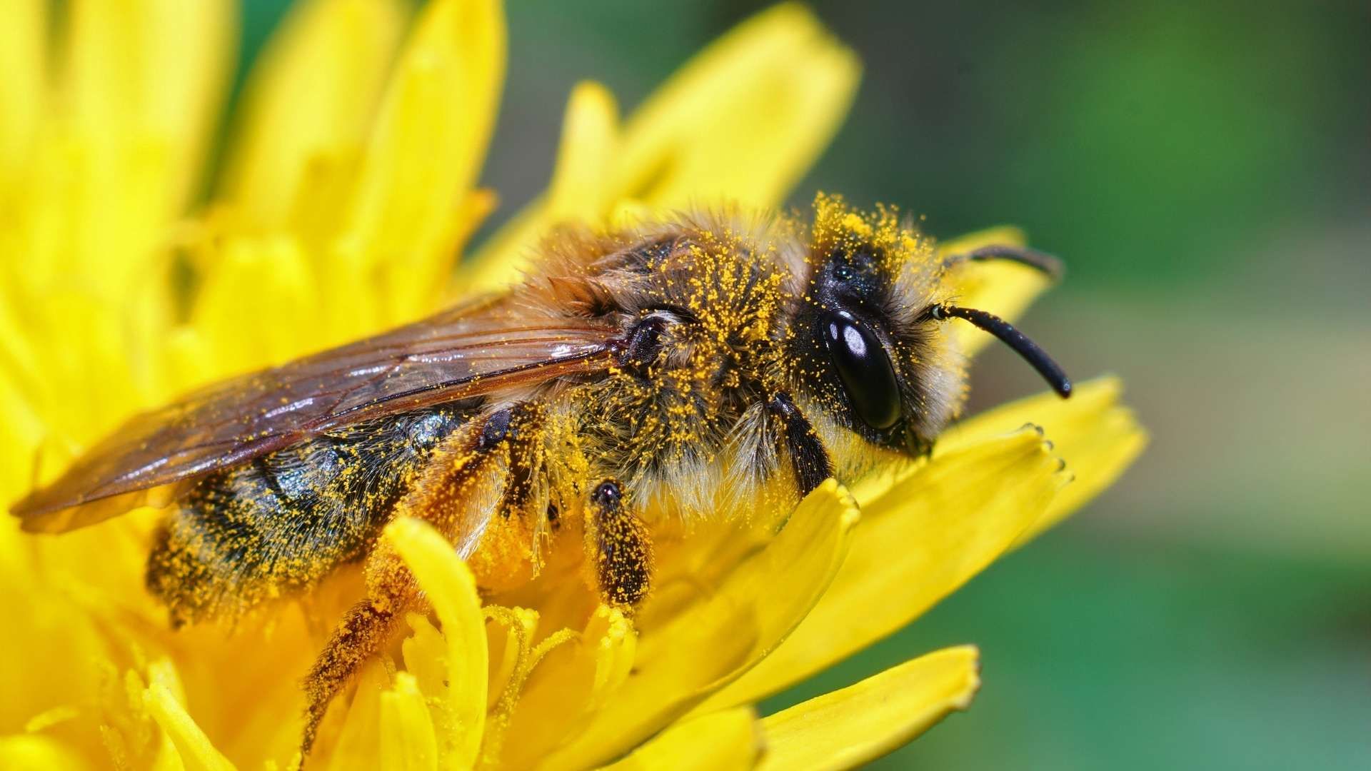 La presencia de una abeja en el interior del hogar es interpretada por el feng shui como una señal relacionada con la energía del espacio.
