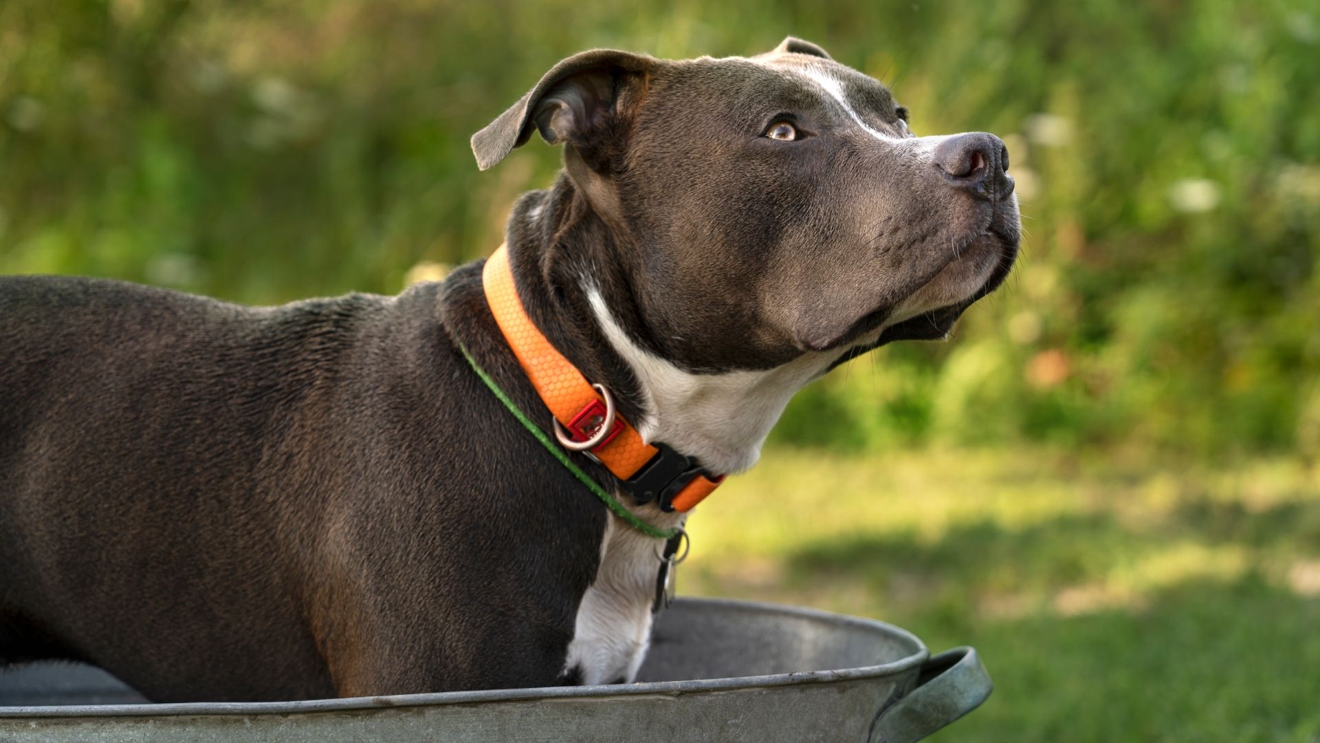 American Staffordshire Terrier