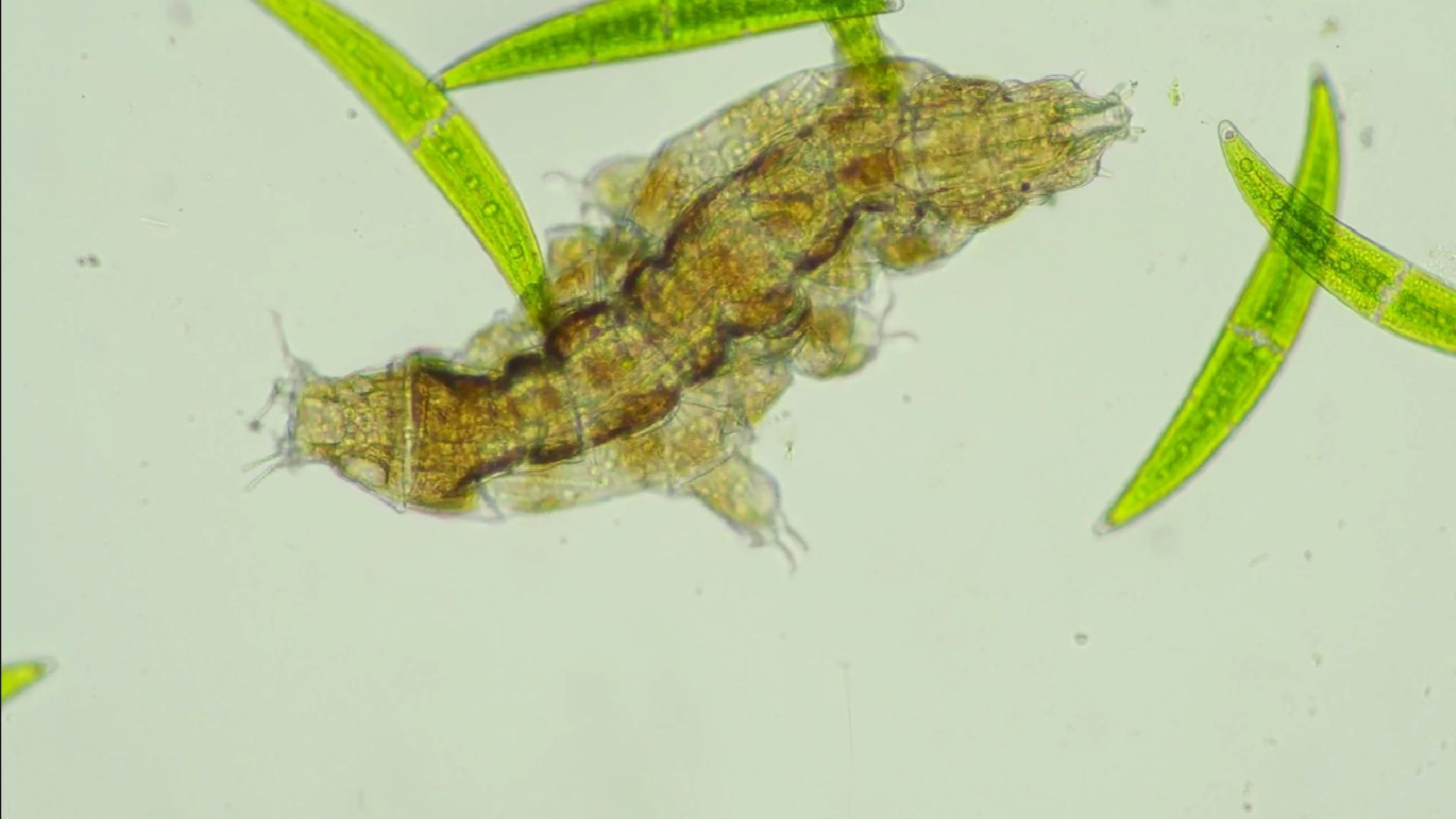 La ciencia estudia a un organismo capaz de resistir radiación, desecación y temperaturas extremas.