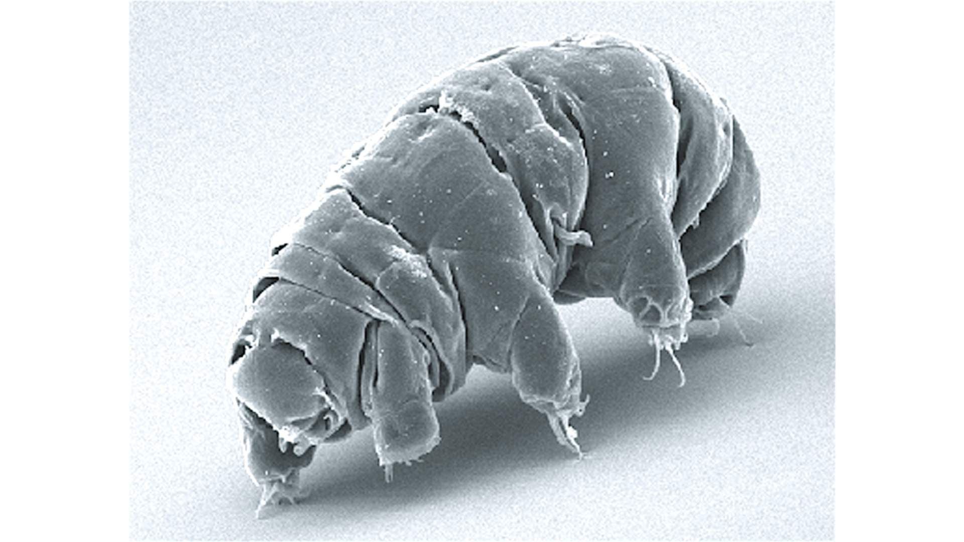 Este organismo terrestre ha mostrado una resistencia biológica fuera de lo común en laboratorio.