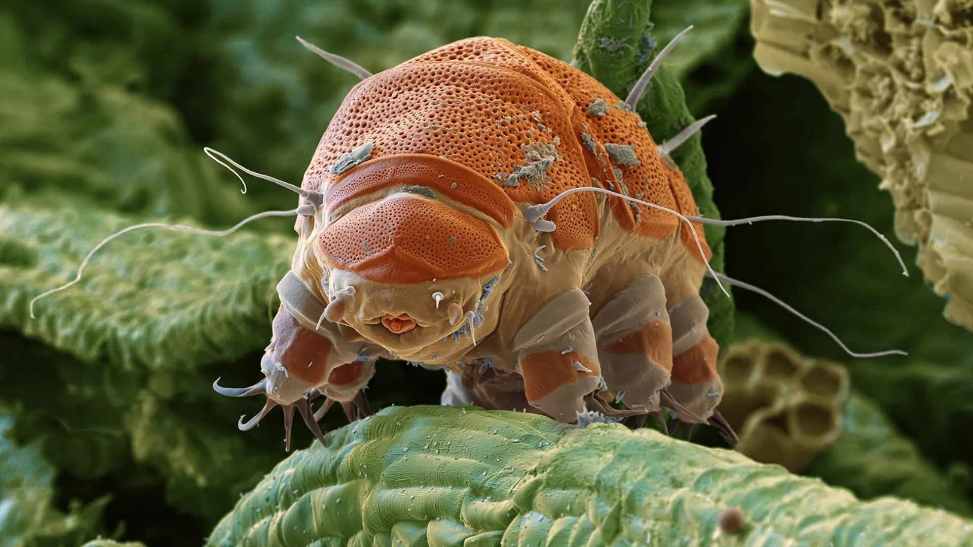 Estudios explican por qué este ser vivo soporta condiciones letales para la mayoría.