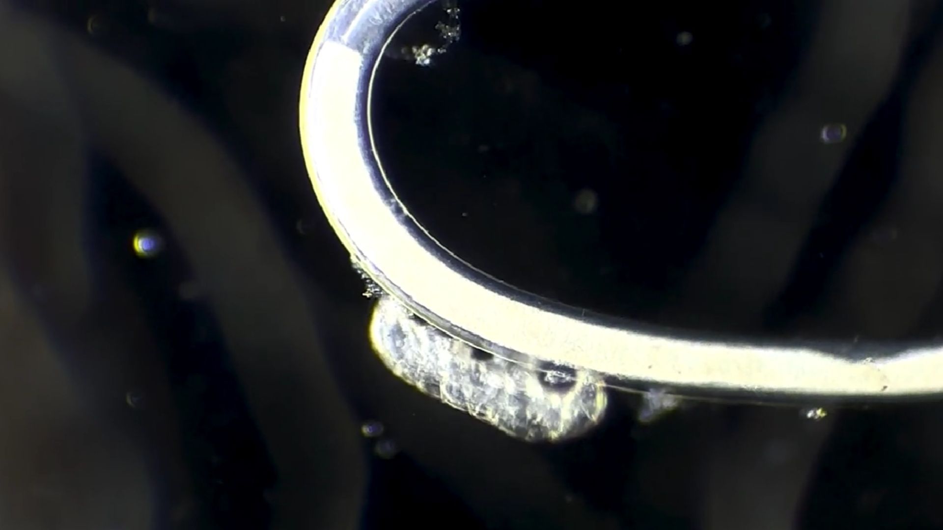 La capacidad de reducir su metabolismo permite a este organismo sobrevivir a eventos extremos.