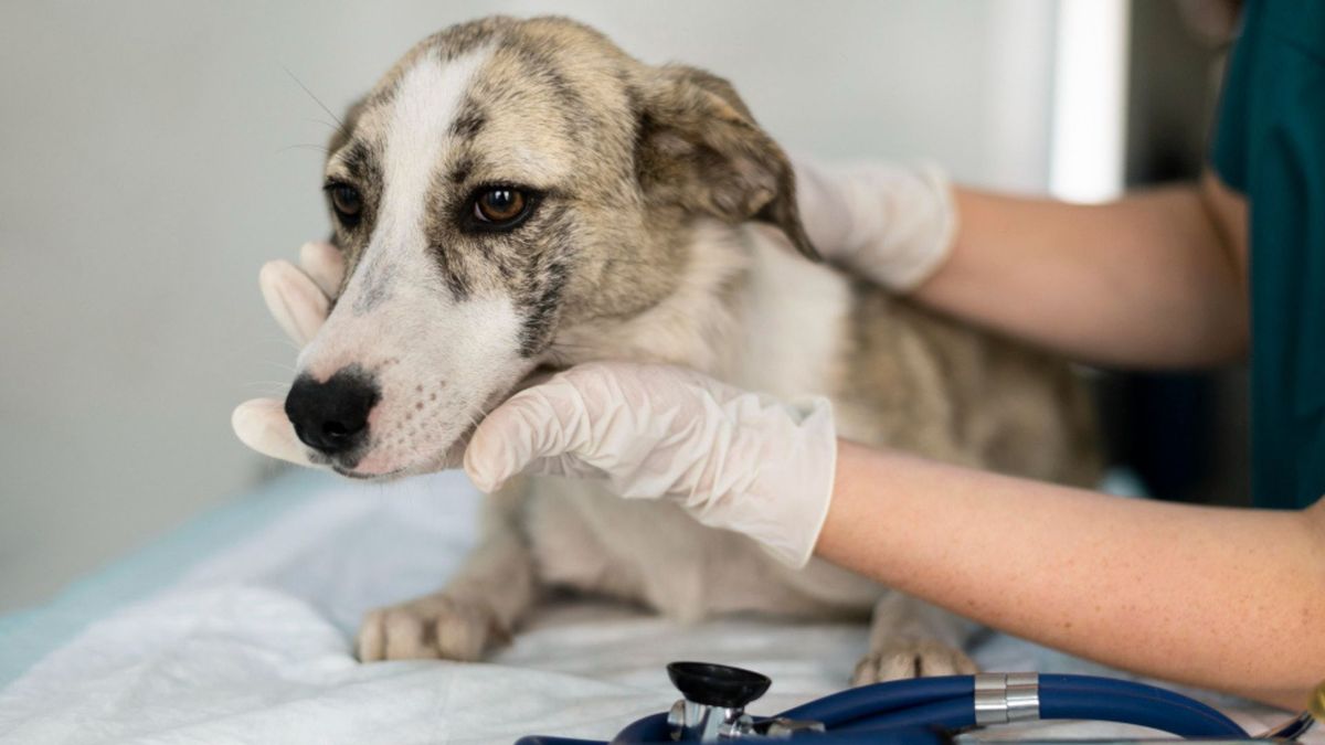 Imagen de referencia. Ciruelo, el perro rescatado en Cúcuta que logró superar un cáncer transmisible