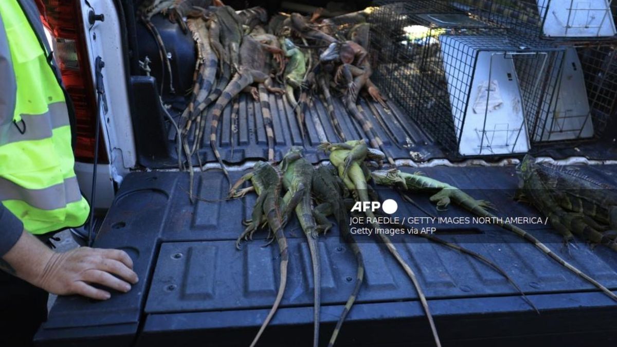 Iguanas congeladas
