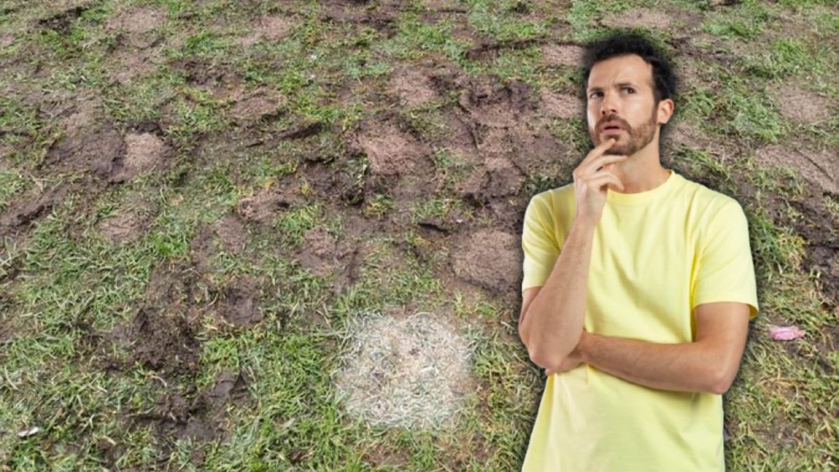 mal estado de el campín enciende alertas por fallas estructurales y deterioro visible