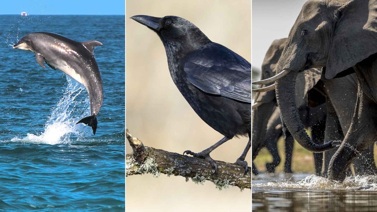 Delfines, cuervos, pulpos, chimpancés y elefantes concentran buena parte de la investigación científica sobre inteligencia animal.